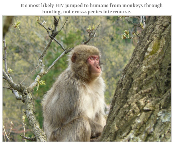 japanese macaque - It's most ly Hiv jumped to humans from monkeys through hunting, not crossspecies intercourse.