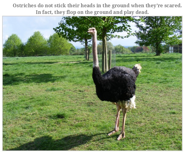 Ostriches do not stick their heads in the ground when they're scared. In fact, they flop on the ground and play dead.