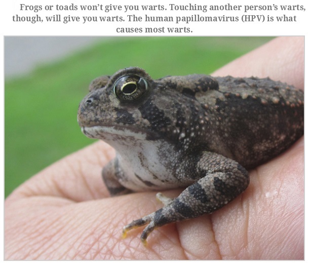 toad - Frogs or toads won't give you warts. Touching another person's warts, though, will give you warts. The human papillomavirus Hpv is what causes most warts.