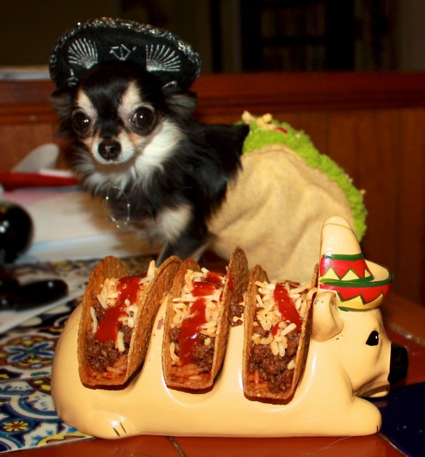 chihuahua with a taco