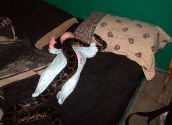 snake having babies
