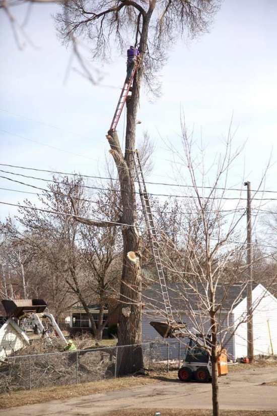 guy cutting tree on ladder
