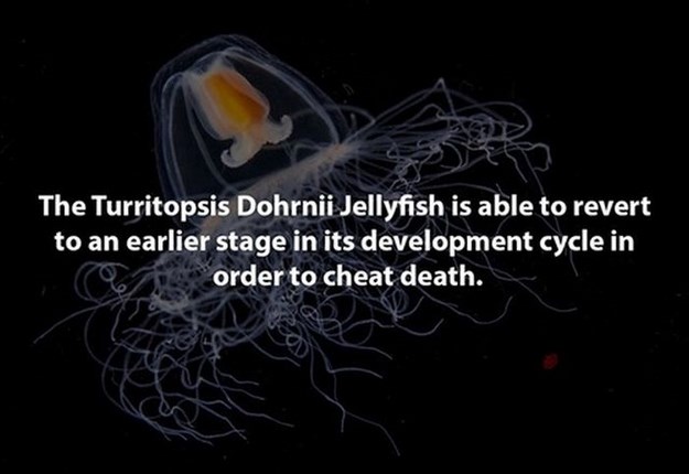 turritopsis dohrnii - The Turritopsis Dohrnii Jellyfish is able to revert to an earlier stage in its development cycle in order to cheat death.