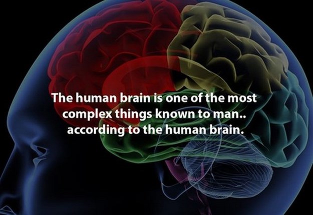 human brain - The human brain is one of the most complex things known to man.. according to the human brain.
