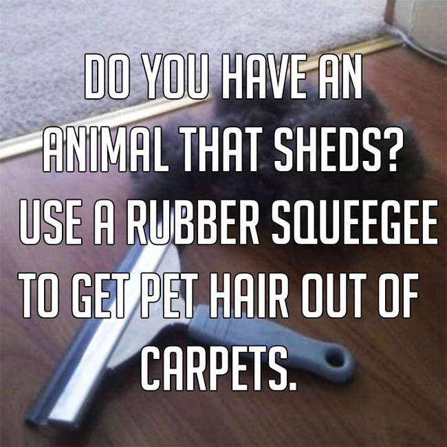 photo caption - Do You Have An Animal That Sheds? Use A Rubber Squeegee To Get Pet Hair Out Of Carpets.