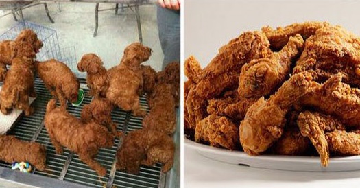 On the left,you will see puppies. On the right,chicken fingers.