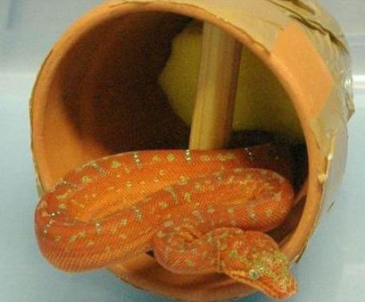 Two snakes hidden in clay pots smugglers tried to export to Australia.