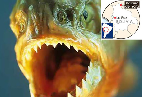 A young teen jumped into Piranha infested waters in La Paz,Bolivia.