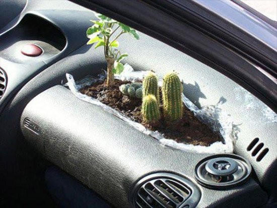 cactus in car