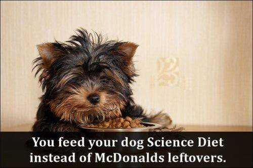 puppy dog feeding - You feed your dog Science Diet instead of McDonalds leftovers.