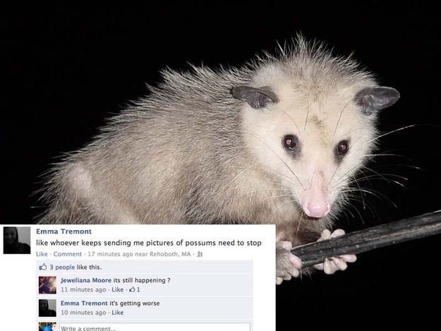 awesome opossum - Emma Tremont whoever keeps sending me pictures of possums need to stop . Comment. 17 minutes ago near Rehoboth, Ma. 3 people this. Jeweliana Moore its still happening ? 11 minutes ago . l Emma Tremont It's getting worse 10 minutes ago. W