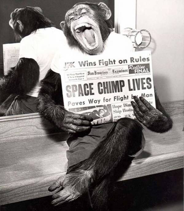 A happy chimp holding a newspaper after surviving his trip to space.