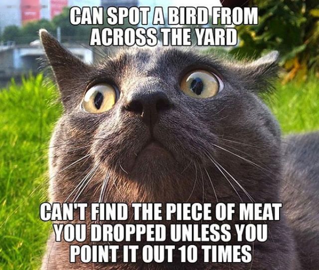 cat captions - Can Spot A Bird From Across The Yard Can'T Find The Piece Of Meat You Dropped Unless You Point It Out 10 Times
