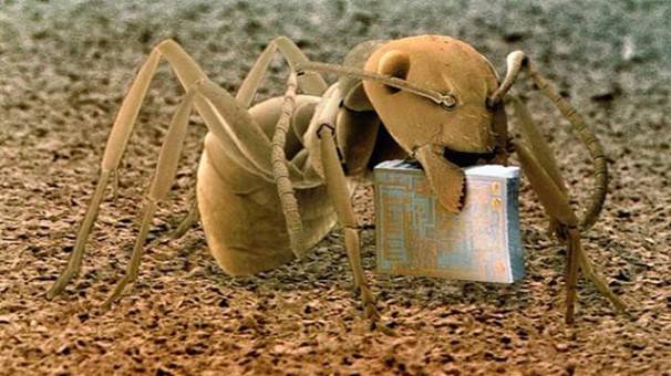 Ant Holding A Microchip