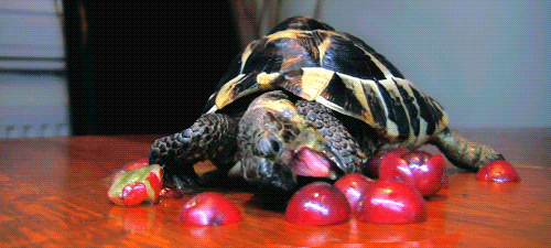 turtle eating fruit gif