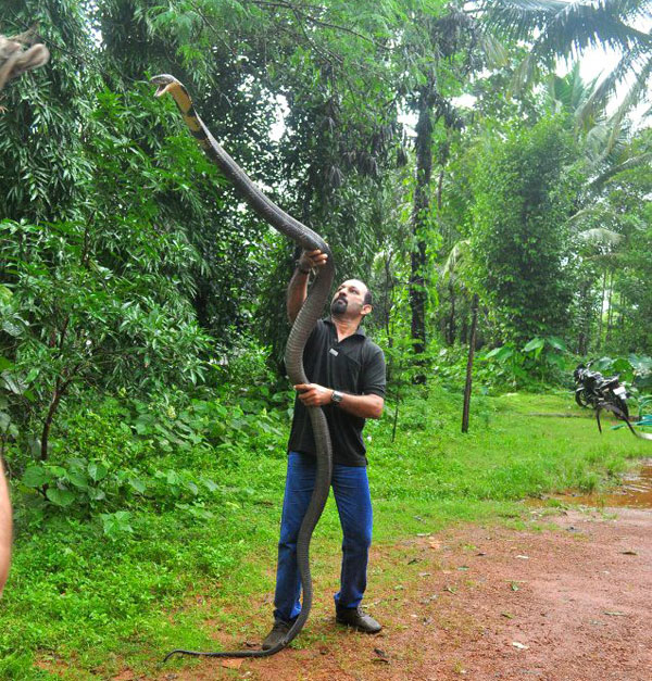 huge king cobra