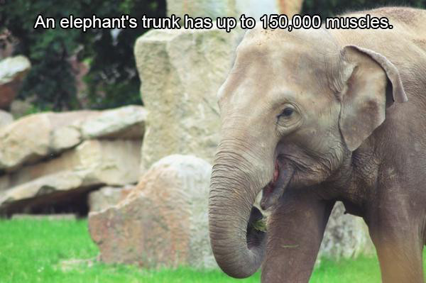 Elephant - An elephant's trunk has up to 150,000 muscles.