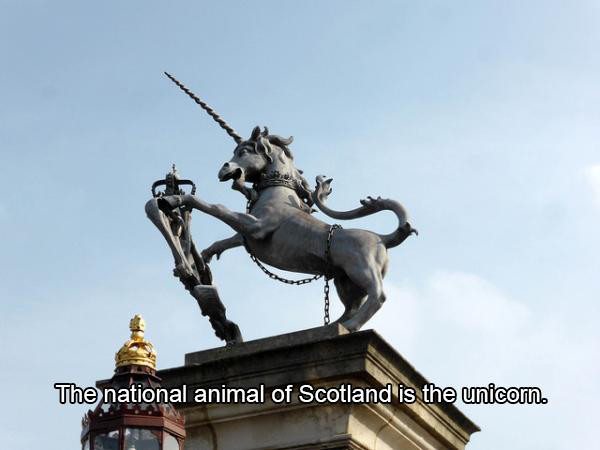 unicorn nwo - The national animal of Scotland is the unicorn
