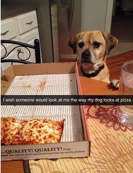 get you someone who looks at you - I wish someone would look at me the way my dog looks at pizza Quality! Quality! Pledge Inat ses only the finest ingredients to growlde for y ou
