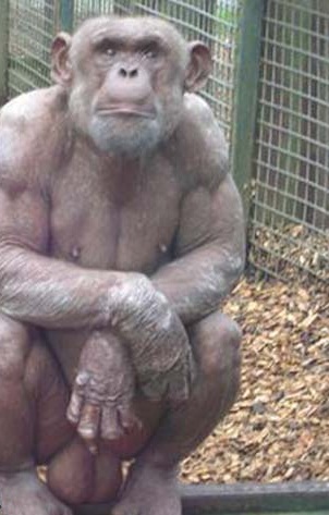 wtf hairless chimpanzee