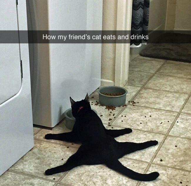 epic snapchat spread cat - How my friend's cat eats and drinks
