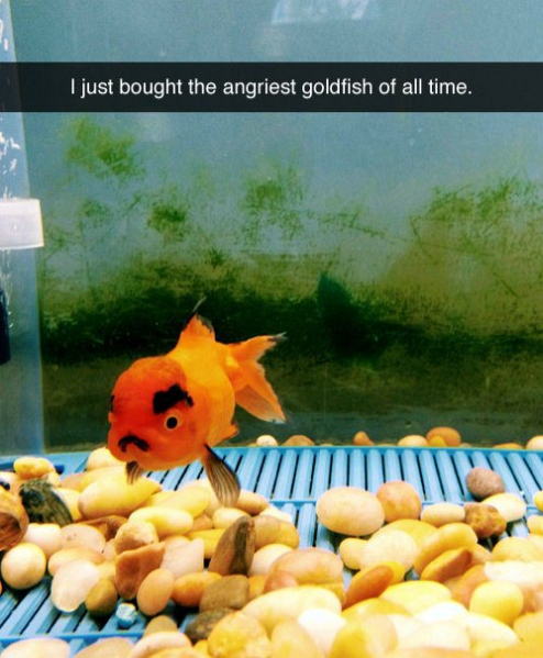 epic snapchat goldfish funny - I just bought the angriest goldfish of all time.