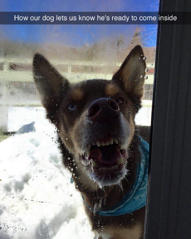 epic snapchat hooman let me - How our dog lets us know he's ready to come inside