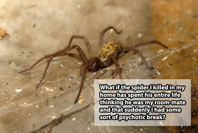 wolf spider - What if the spider I killed in my home has spent his entire life thinking he was my roommate and that suddenly had some sort of psychotic break?