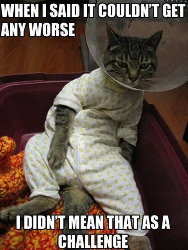 funny cat memes - When I Said It Couldn'T Get Any Worse I Didn'T Mean That As A Challenge