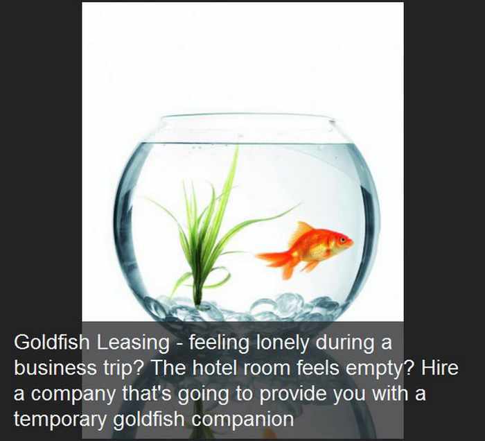 water - Goldfish Leasing feeling lonely during a business trip? The hotel room feels empty? Hire a company that's going to provide you with a temporary goldfish companion