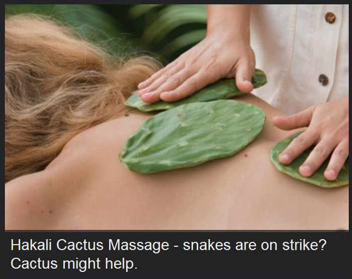 Hakali Cactus Massage snakes are on strike? Cactus might help.