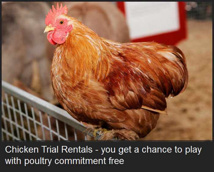 lancaster chicken - Chicken Trial Rentals you get a chance to play with poultry commitment free