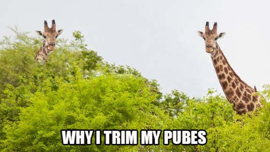 giraffe manscaping meme - Why I Trim My Pubes