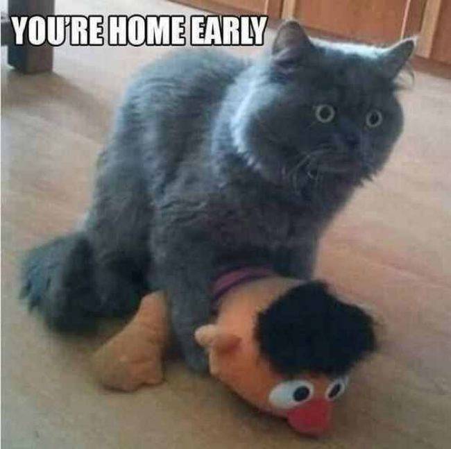 you re home early cat - You'Re Home Early
