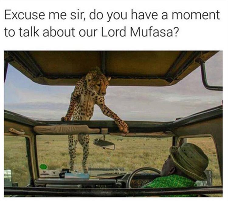 do you have a moment to talk - Excuse me sir, do you have a moment to talk about our Lord Mufasa?