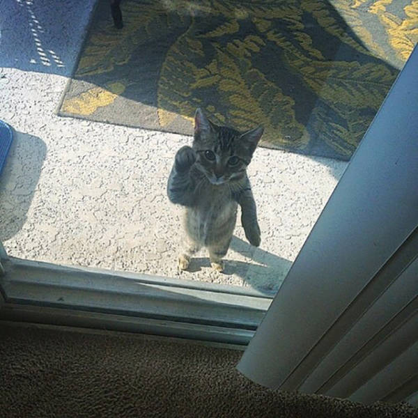 cat knocking on door