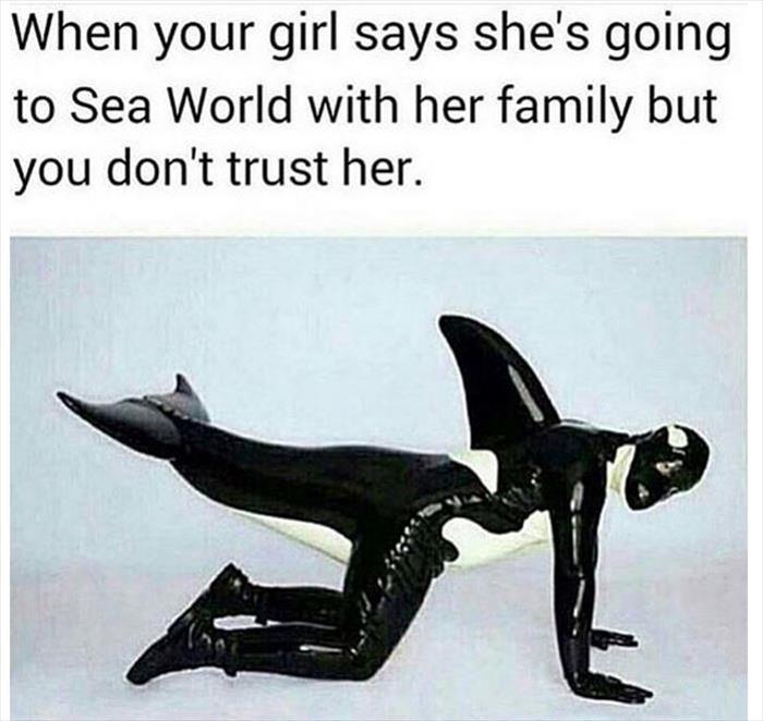 whale funny meme - When your girl says she's going to Sea World with her family but you don't trust her.