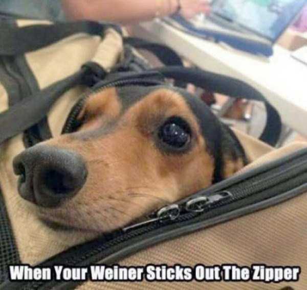 funny weiner - When Your Weiner Sticks Out The Zipper