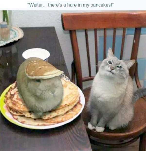 rabbit in pancakes - "Waiter. there's a hare in my pancakes!"