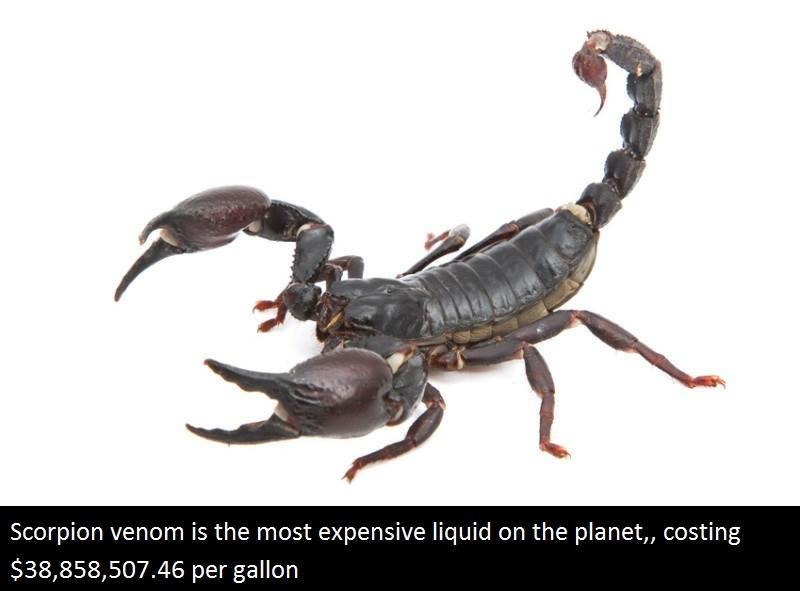 Scorpion - Scorpion venom is the most expensive liquid on the planet,, costing $38,858,507.46 per gallon