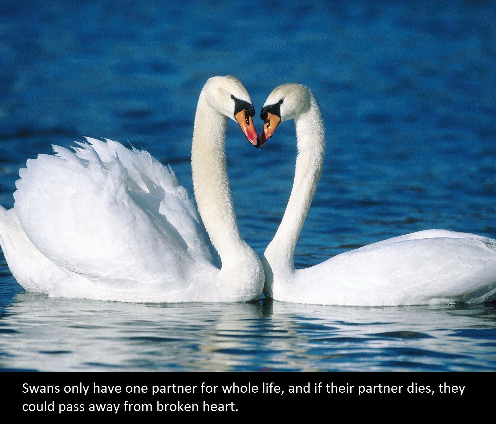 swan love meme - Swans only have one partner for whole life, and if their partner dies, they could pass away from broken heart.