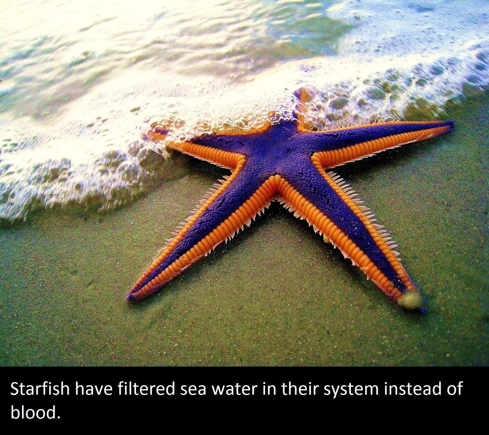 sea star - Starfish have filtered sea water in their system instead of blood.