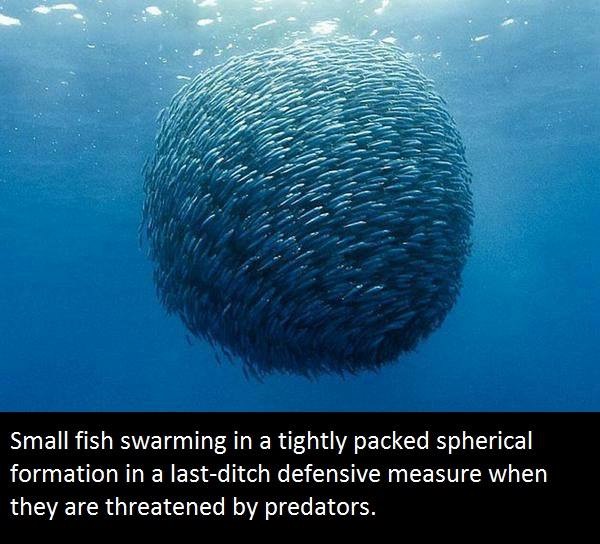mackerel memes - Small fish swarming in a tightly packed spherical formation in a lastditch defensive measure when they are threatened by predators.