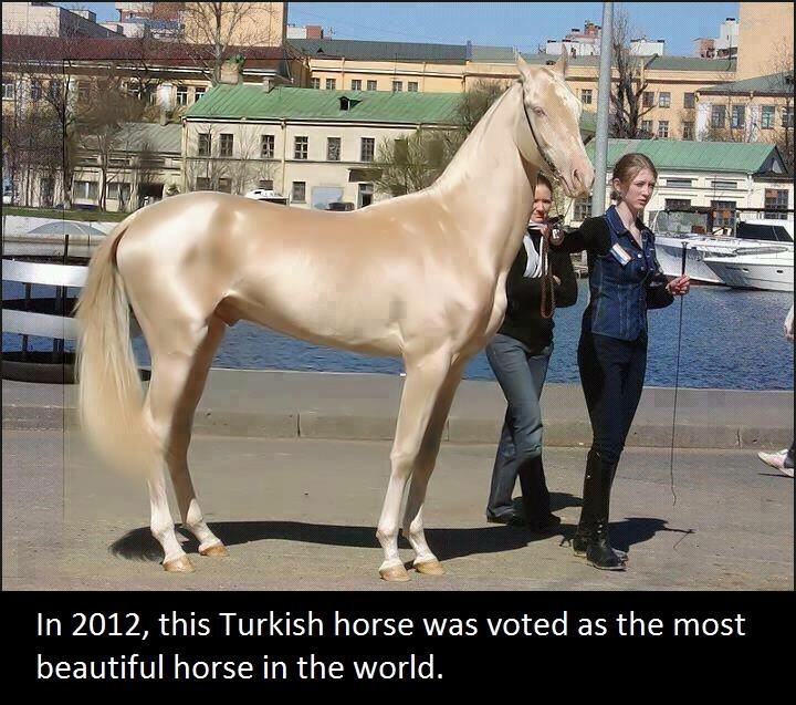 akha l teke - Duet For Sit In 2012, this Turkish horse was voted as the most beautiful horse in the world,