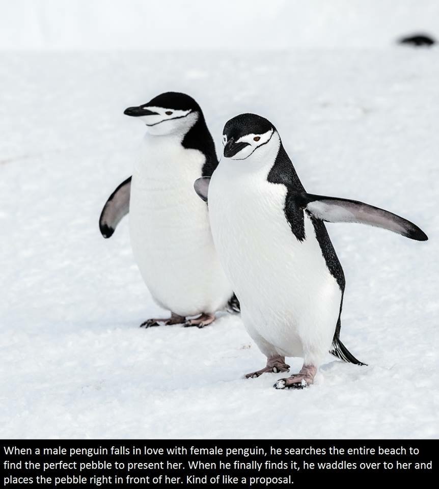 lamarck penguins - When a male penguin falls in love with female penguin, he searches the entire beach to find the perfect pebble to present her. When he finally finds it, he waddles over to her and places the pebble right in front of her. Kind of a propo