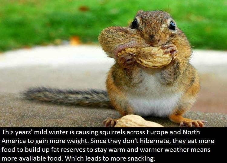 waitress asks how your food - This years' mild winter is causing squirrels across Europe and North America to gain more weight. Since they don't hibernate, they eat more food to build up fat reserves to stay warm and warmer weather means more available fo