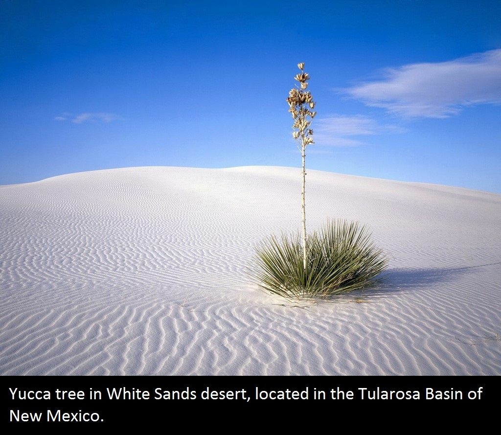 Yucca tree in White Sands desert, located in the Tularosa Basin of New Mexico.