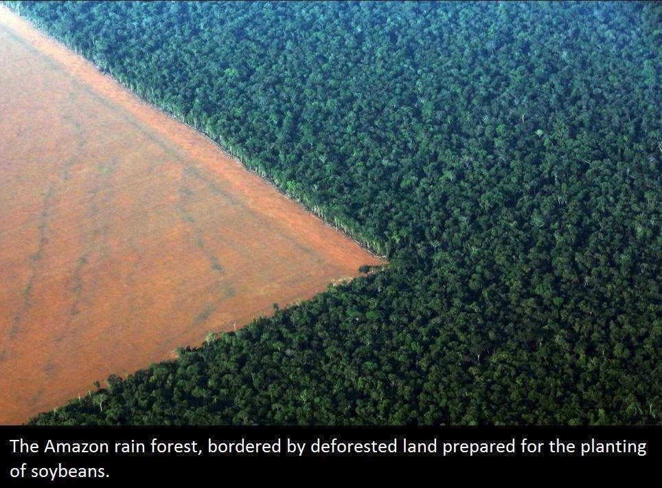 amazon forest now - The Amazon rain forest, bordered by deforested land prepared for the planting of soybeans.