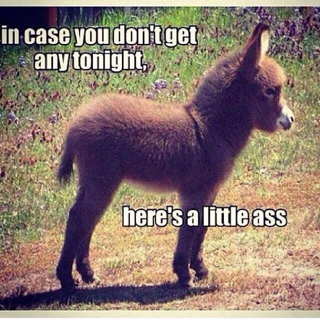 cute donkey - 56 in case you dont get any tonight... here's a little ass