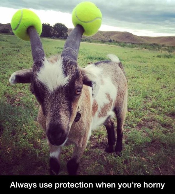 goat tennis balls - Always use protection when you're horny